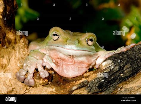 Whites Tree Frog Stock Photo Alamy