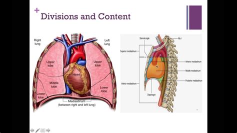 Anatomy Of The Mediastinum And Its Content Youtube