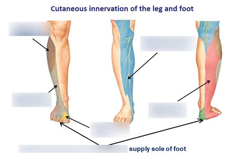 Sensory Innervation Of The Leg And Foot Diagram Quizlet