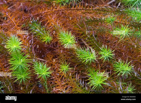 Common Haircap Moss Polytrichum Commune Also Called Great Golden