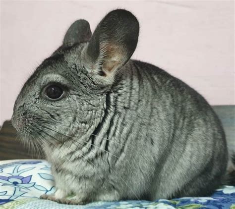 Best Chinchilla Names - 500 Amazing Ideas For Naming Your Chinchilla 