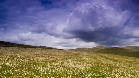 Download Wallpaper 1920x1080 Meadow Plain Flowers Field Greens