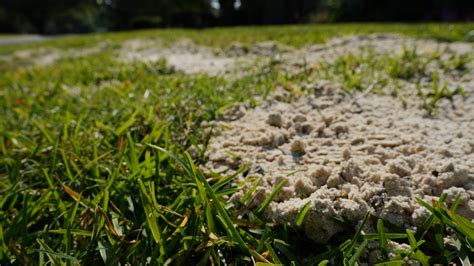 Get It Growing Here’s How To Fill Holes In Your Lawn