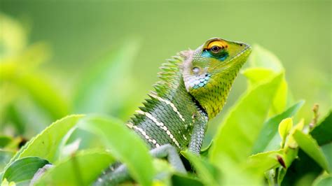 Download Wallpaper 2560x1440 Chameleon Lizard Leaves Green