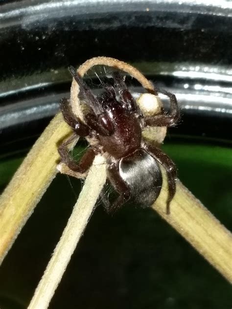 Central Coast California I Think This Is A Female Mouse Spider