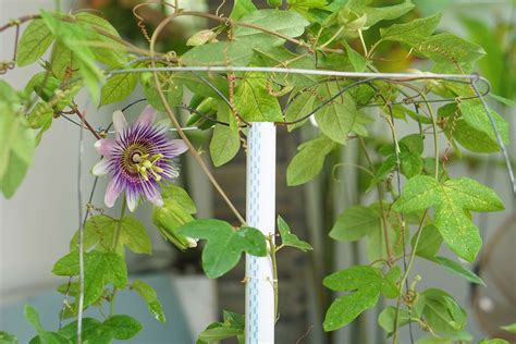 How To Grow And Care For Passionflower Indoors