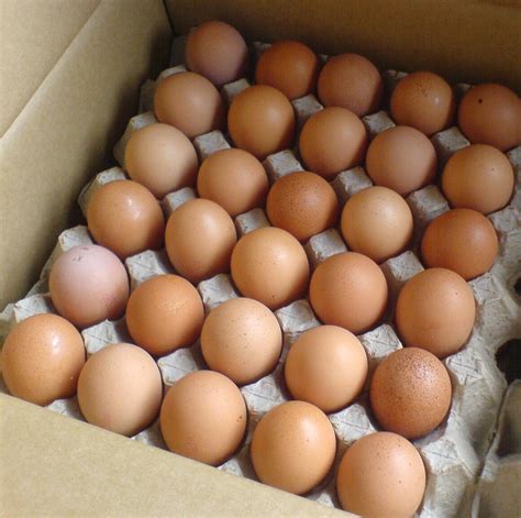 Telur ayam kampung asli dijamin termurah pratama farm: sedia telur ayam