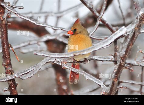 A Female Northern Cardinal Cardinalis Cardinalis Perches In An Ice