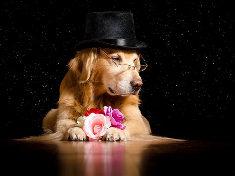 Desktop Wallpapers Golden Retriever Dog Hat Roses Glasses Animal