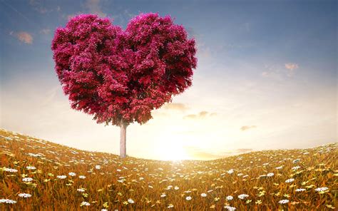Love Heart Tree Fields Cool Nature Wallpapers Amazing
