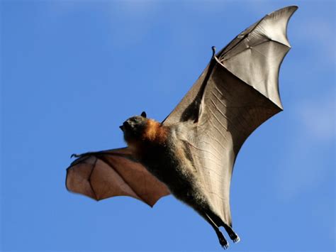 Sheenaowens Picture Of Bats