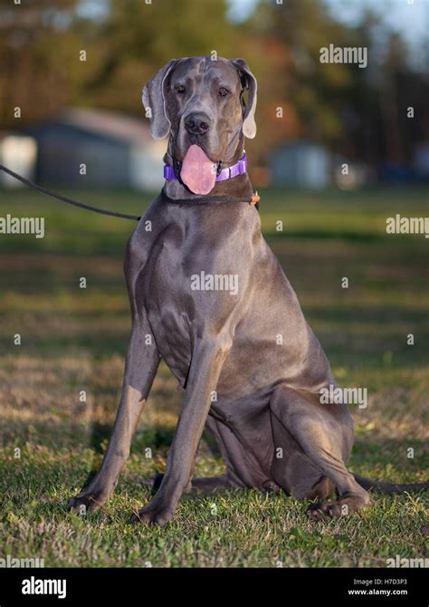 Female Purebred Great Dane Sitting Hi Res Stock Photography And Images