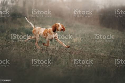 Young Bracco Italiano Puppy Running On A Field Stock Photo Download