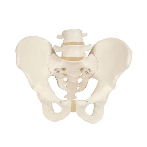 Squelette Du Bassin Masculin Anatomie Et Pathologie 3b Scientific