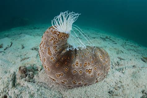 What Is A Sea Cucumber Live Science