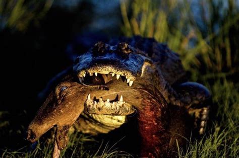 Gator With Deer Head In Its Mouth Natureismetal