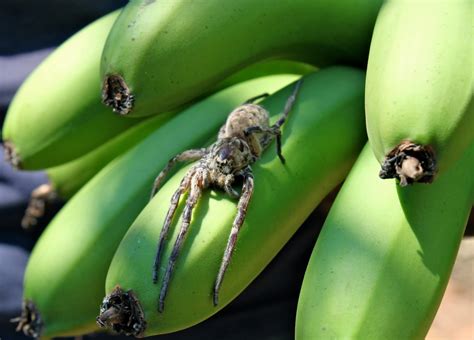 Plumbskeet Abroad Banana Harvesting