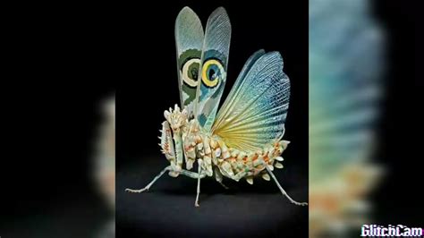 Les 10 Insectes Les Plus Beaux Du Monde Youtube