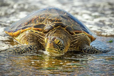 Hawaii Sea Turtle H Photograph By Erik Kabik Pixels