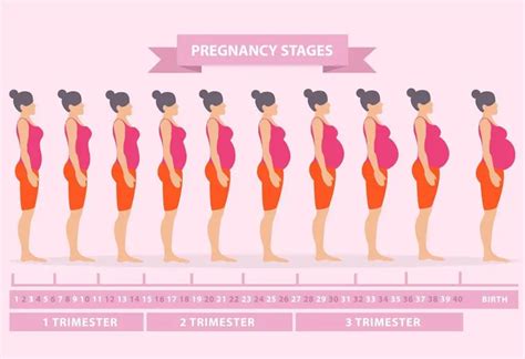 your pregnancy week by week guide to the 40 week journey