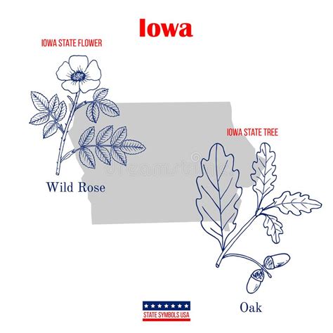 Iowa Set Of Usa Official State Symbols Stock Vector Illustration Of