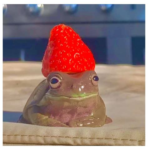 Aesthetic Frogs Ranas Aesthetic Tik Tok Ranas Fotos De Perfil Sapos