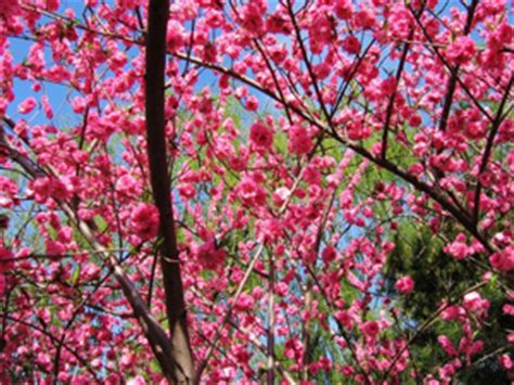 Well you're in luck, because here they come. Weeping Double Red Flowering Peach Tree | Willis Orchards