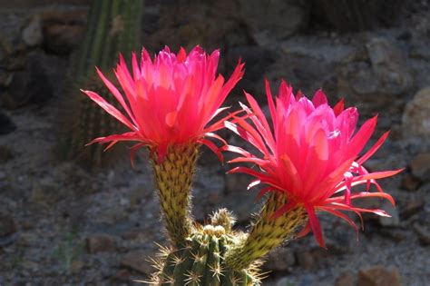 Flowers In Bloom Arizona Arizona Desert In Bloom Bill Birnbaum
