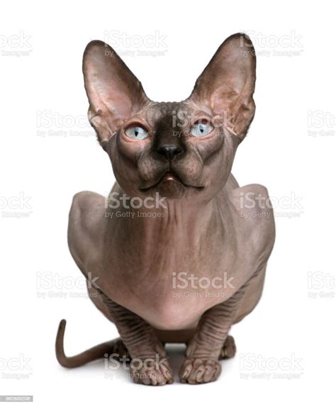 Sphynx Cat 1 Year Old Sitting In Front Of White Background Stock Photo