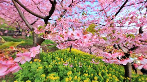 10 Latest Japanese Cherry Blossom Hd Wallpaper Full Hd