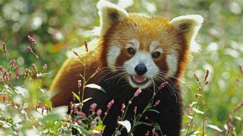 Red Panda Wallpapers Images Photos Pictures Backgrounds