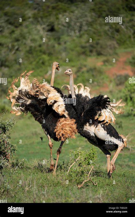 Common Ostriches Fighting Struthio Camelus Addo Elephant National