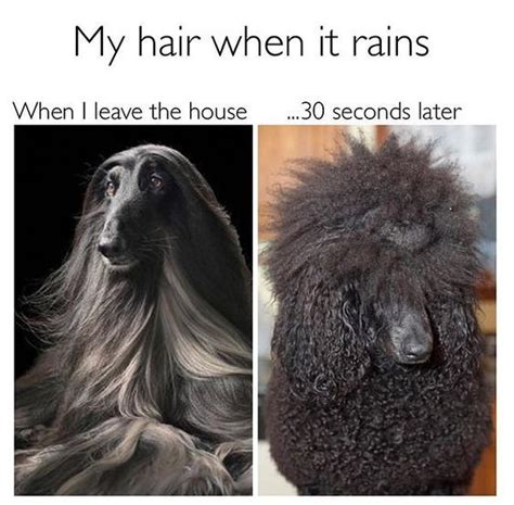 Avoid This Issue And Invest In A Wig ☔ Hairproblems Beauty Memes