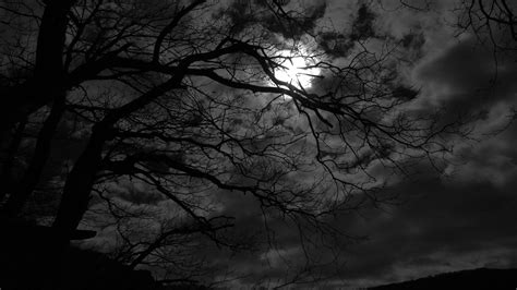 Tree Branches In Black Moon Background 4k Hd Black Background