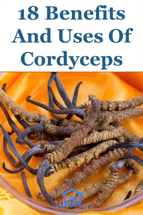 18 Benefits And Uses Of Cordyceps