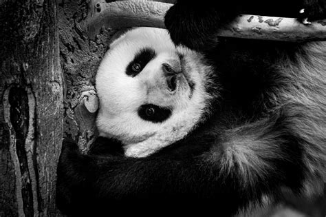 Panda Giant Zoo Free Photo On Pixabay Pixabay