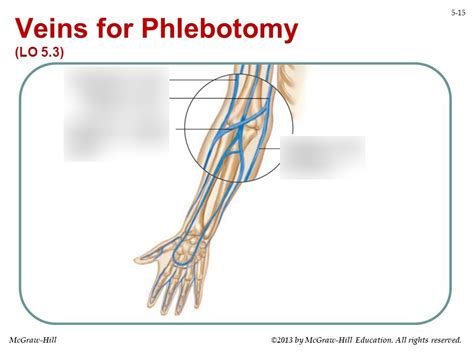 Diagram Of Veins In Arm For Phlebotomy