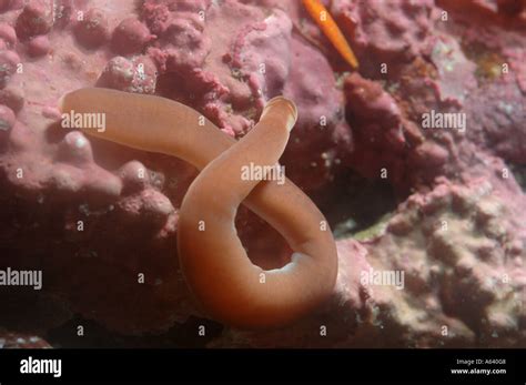 Close Up Of The Nemertean Worm Amphiporus Angulatus Phylum Nemertea