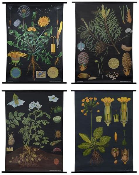 Botanical Posters Modish Botanical Poster Botanical Prints