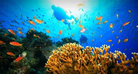 Scuba Diving In Dammam Beautiful Coral Reefs In Persian Gulf