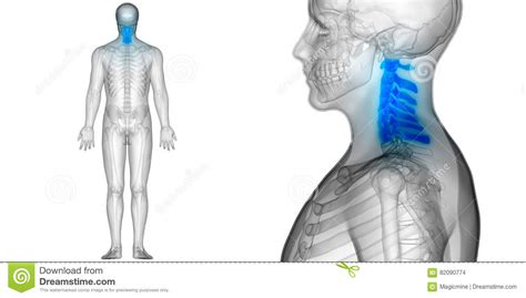 Spinal Cord Cervical Vertebrae A Part Of Human Skeleton Anatomy Stock