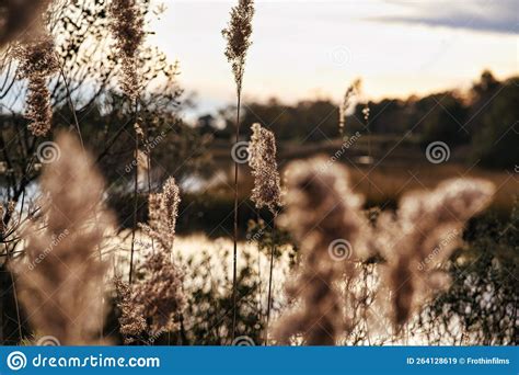 Golden Hour Reeds Sitting Over An Inlet Stock Image Image Of Falling