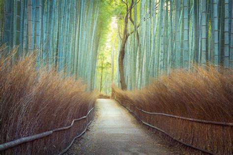 Glowing Grove Kyoto Japan Landscape Photography Lijah Hanley