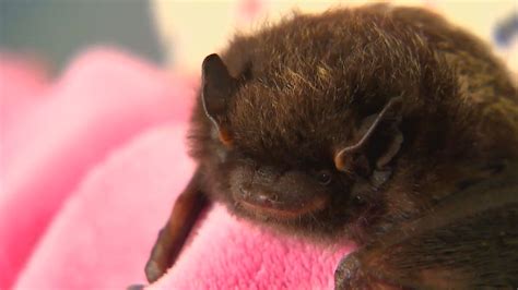 8 Rabid Bats Captured In Washington This Year Komo