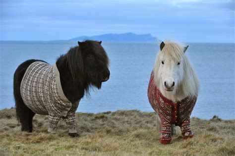 Scotland Ponies Shetland Pony Horses Miniature Horse