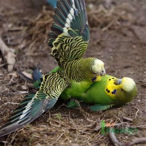 Step By Step Parakeet Breeding Guide And Answers To All Your Mating