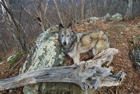 My Hiking Buddy In The Appalachian Mountains Pics