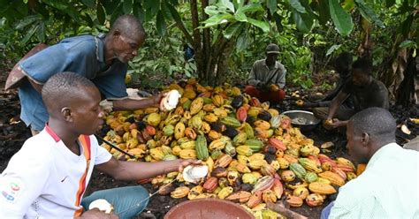 Ghanas Cocoa Export Goes Up Slightly Pulse Ghana