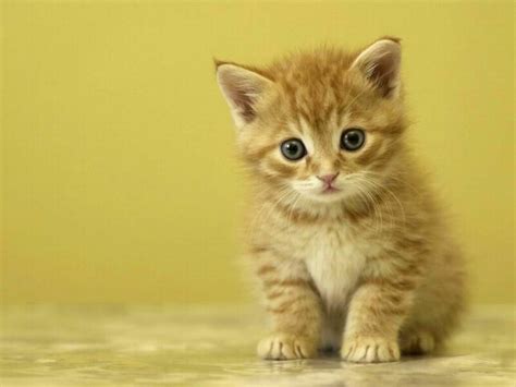 Maybe you would like to learn more about one of these? HD Animals: cute puppies and kittens wallpaper