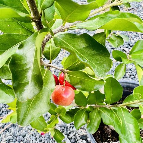 Barbados Cherry Malpighia Emarginata Live Fruit Tree 24 36 Fruit